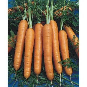 CAROTTE 1/2 LONGUE NANTAISE AMÉLIORÉE 2