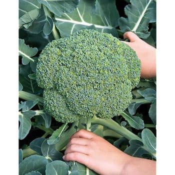 CHOU BROCOLI F1 AQUILES