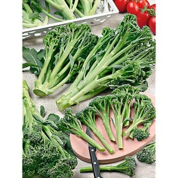 CHOU BROCOLI F1 DELISTEM GREEN