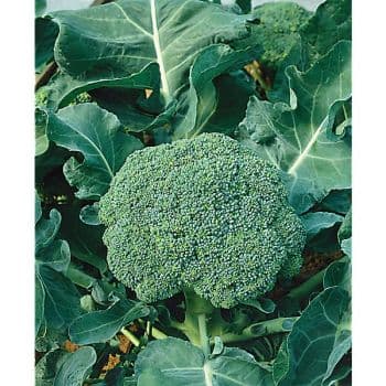 CHOU BROCOLI F1 MONCLANO