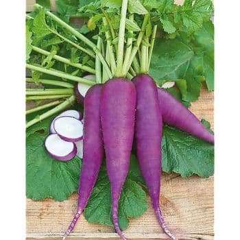 RADIS BLAUER HERBST UND WINTER