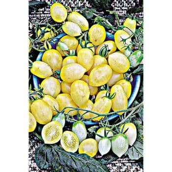 TOMATE BARRY'S CRAZY