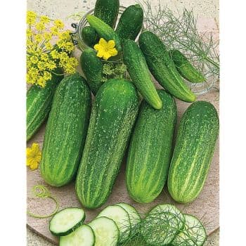 CONCOMBRE DELIKATESS