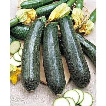 COURGETTE BLACK BEAUTY
