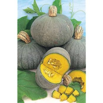 COURGE D'HIVER CHESTNUT BUSH