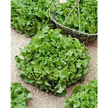 LAITUE À COUPER FEUILLE DE CHÊNE BLONDE À GRAINE NOIRE