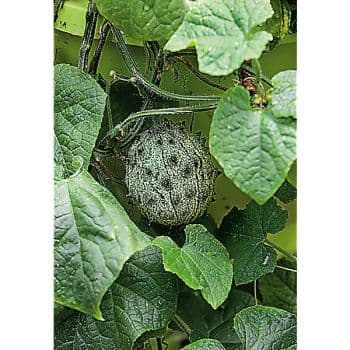 CONCOMBRE DU KENYA OU KIWANO (CUCUMIS METULIFERUS) JELLY RUND